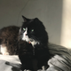 Image for article titled A Definitive Ranking of All the Jezebel Pets, As Judged by 3 Kids